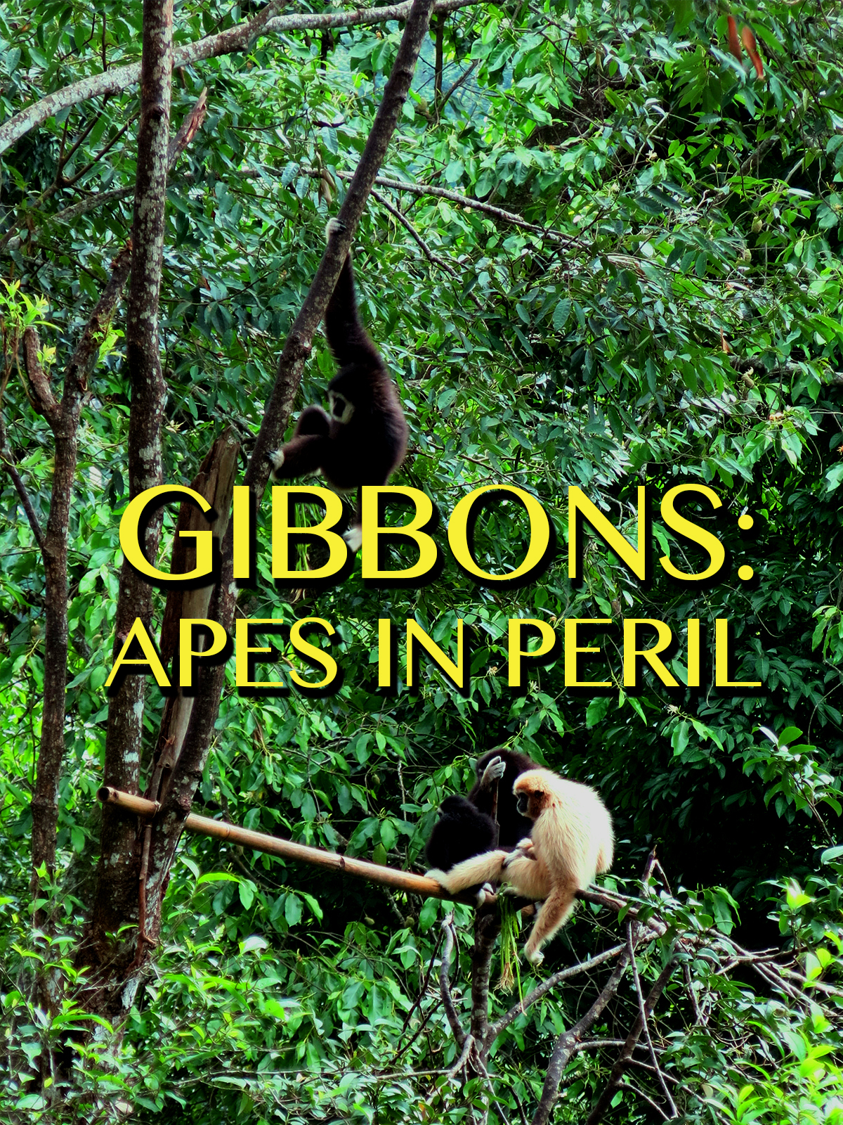 Gibbons: The Forgotten Apes In Peril